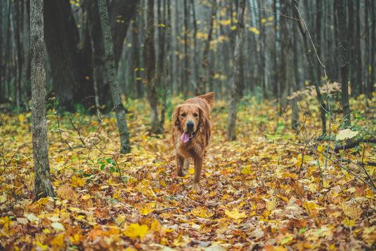 Looking for Fall